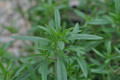 Summer Savory Herb - Use in salads, soups, bean dishes - Live Plant - 3" Pot