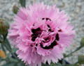 Early Bird™ Fizzy Dianthus - Cottage Pinks - Fragrant/Hardy Groundcover -Quart Pot