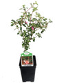 Lottie Hobby Fuchsia - Indoors/Out/Fairy Garden - Shade - 2.5" Pot