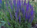East Friesland Salvia - Meadow Sage - Deep Blue - DWARF - Quart Pot