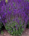 East Friesland Salvia - Meadow Sage - Deep Blue - DWARF - Quart Pot