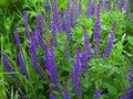 East Friesland Salvia - Meadow Sage - Deep Blue - DWARF - Quart Pot