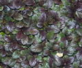 Caitlin's Giant Ajuga - Carpet Bugle - Huge Leaves  - 1 3/4" Pots - 48 Plants