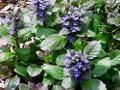 Caitlin's Giant Ajuga - Carpet Bugle - Huge Leaves  - 1 3/4" Pots - 48 Plants