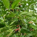 Everbearing Dwarf Mulberry Plant - Morus nigra - 6" Pot - Sweet Fruit