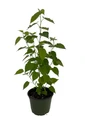 Everbearing Dwarf Mulberry Plant - Morus nigra - 6" Pot - Sweet Fruit
