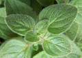 Greek Oregano Herb - Good Scents - Organum - Live Plant - 3" Pot