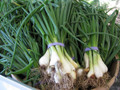 Bunching Onion Plants - 3" Pot with Multiple Live Plants