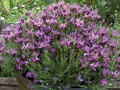 Blueberry Ruffles Butterfly Lavender Herb - Perennial - Live Plant - 3" Pot