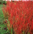 Japanese Blood Grass Plants - Imperata Red Baron - Gallon Pot