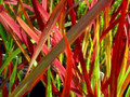 Japanese Blood Grass Plants - Imperata Red Baron - Gallon Pot