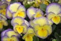 Etain Mountain Violet Perennial - Viola - Shade Lover - Quart Pot