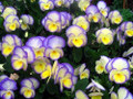 Etain Mountain Violet Perennial - Viola - Shade Lover - Quart Pot