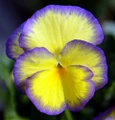 Etain Mountain Violet Perennial - Viola - Shade Lover - Quart Pot