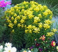 Little Lemon Goldenrod Perennial - Solidago - Quart Pot