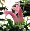 Thai Pink Lipstick Plant - 4" Mini Hanging Basket - Aeschynanthus