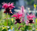 Raspberry Wine Bee Balm - Monarda - Bright Red & Pink - Live Plant - Quart Pot