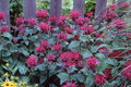 Raspberry Wine Bee Balm - Monarda - Bright Red & Pink - Live Plant - Quart Pot