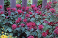 Raspberry Wine Bee Balm - Monarda - Bright Red & Pink - Live Plant - Quart Pot