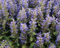 Chocolate Chip Ajuga - Carpet Bugle - Miniature Leaves - 48 Plants -1 3/4" Pot