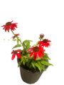 Sombrero Salsa Red Coneflower Perennial - Echinacea - Gallon Pot