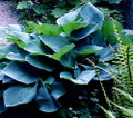 Elegans Hosta - Huge Leaves - White Flowers - Quart Pot