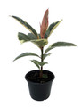 Tineke Rubber Tree Plant - Ficus - NEW yet very OLD! - 6" Pot Tineke Rubber Tree Plant - Ficus - NEW yet very OLD! - 6" Pot
