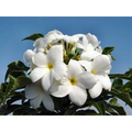 Bridal Bouquet Plumeria pudica Plant - Frangipani - 4" pot