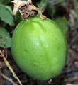 Maypop Hardy Passion Flower - Passiflora incarnata - 4" Pot