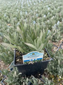 Provence French Lavender  - Very Fragrant - Live Plant - Quart Pot