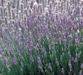 Provence French Lavender  - Very Fragrant - Live Plant - Quart Pot
