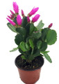 Pink Easter Cactus - Rhipsalidopsis - 6" Pot - Rare