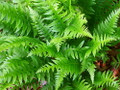 Japanese Beech Hardy Fern - Thelypteris decursive-pinnata - Quart Pot