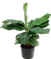 Super Dwarf Patio Banana Plant - Musa - Great House Plant - 6" Pot