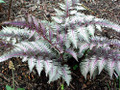 Japanese Painted Fern - Athyrium - Shade Lover - Hardy - Gallon Pot