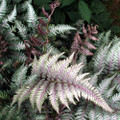 Japanese Painted Fern - Athyrium - Shade Lover - Hardy - Gallon Pot