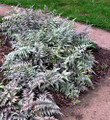Japanese Painted Fern - Athyrium - Shade Lover - Hardy - Gallon Pot