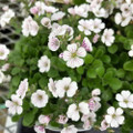 Babies Breath Mouse Ear  - Gypsophila cerastioides - Quart Pot