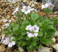 Babies Breath Mouse Ear  - Gypsophila cerastioides - Quart Pot