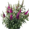 BUZZ™ Hot Raspberry Butterfly Bush - Compact - Heavy Blooms -Gallon Pot-Buddleia