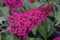 BUZZ™ Hot Raspberry Butterfly Bush - Compact - Heavy Blooms -Gallon Pot-Buddleia