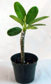 Pink Singapore Plumeria Plant - Frangipani - 4" pot
