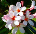 Pink Singapore Plumeria Plant - Frangipani - 4" pot