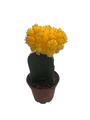 Yellow Grafted Moon Cactus - Live Plant - 2.5" Pot