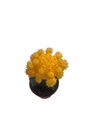Yellow Grafted Moon Cactus - Live Plant - 2.5" Pot