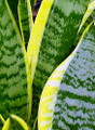 Futura Snake Plant, Mother-In-Law's Tongue, Barbershop Plant-Sanseveria- 4" Pot