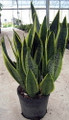 Futura Snake Plant, Mother-In-Law's Tongue, Barbershop Plant-Sanseveria- 4" Pot