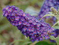 BUZZ™ Purple Butterfly Bush - Compact/Short - Heavy Blooms -Gallon Pot- Buddleia