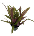Sunny Star Moses in the Cradle Plant - 4" Pot - Great House Plant