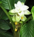 Yellow Turmeric Root Plant - Curcuma longa - 4" Pot